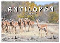 Vorderes Coverbild Antilopen, schön und schnell (Wandkalender 2026 DIN A3 quer), CALVENDO Monatskalender