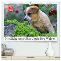 Vorderes Coverbild Niedliche Australian Cattle Dog Welpen (hochwertiger Premium Wandkalender 2025 DIN A2 quer), Kunstdruck in Hochglanz