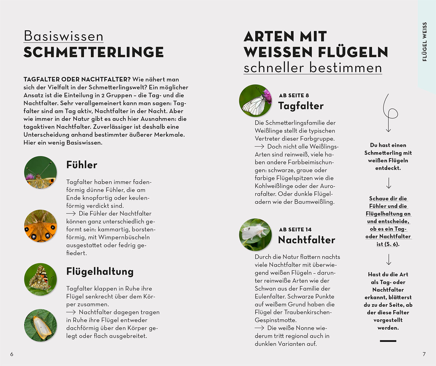 Beispielinhalt (Bild) Basic Schmetterlinge