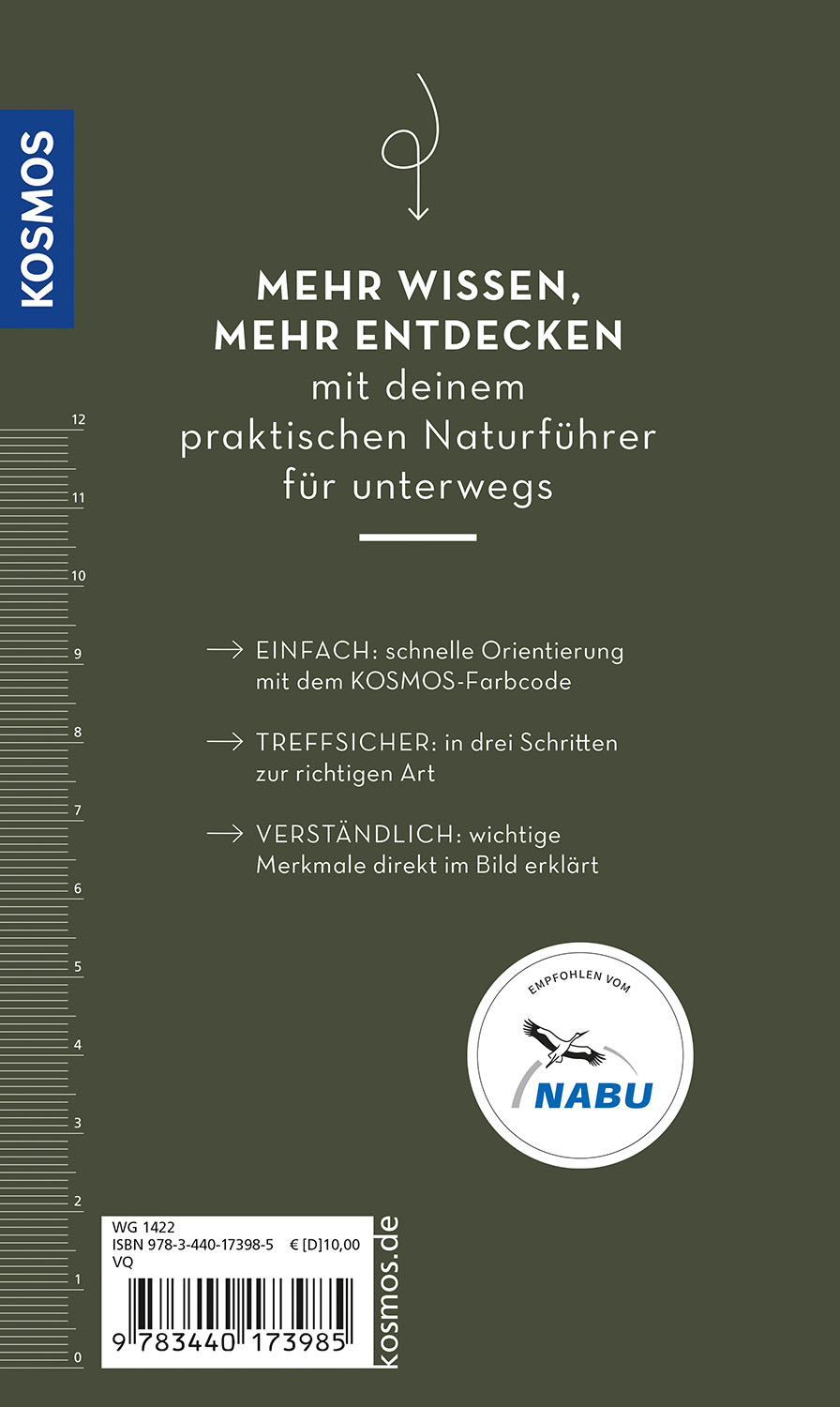 Rückseitencover Basic Schmetterlinge