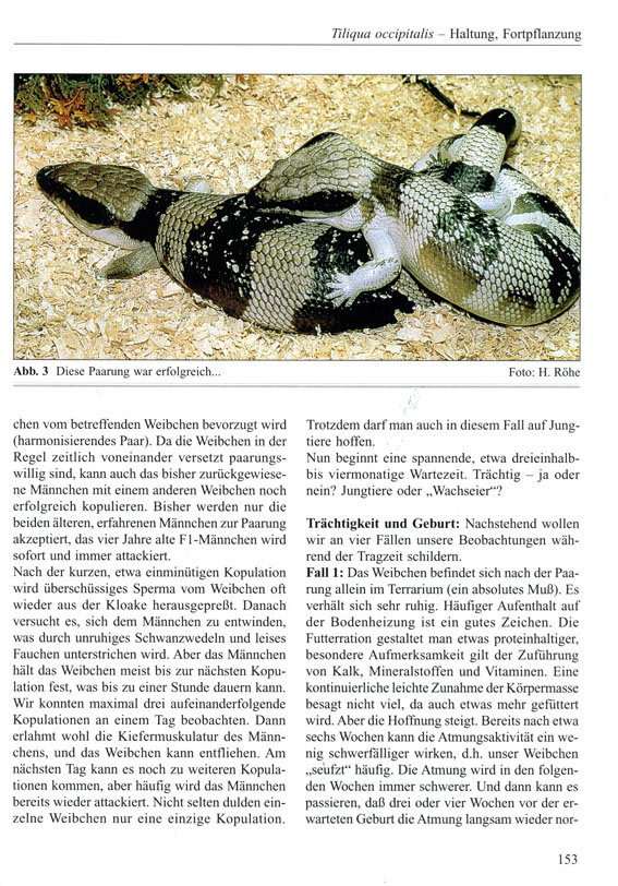 Beispielinhalt (Bild) Blauzungenskinke
