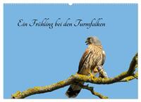Vorderes Coverbild Ein Frühjahr bei den Turmfalken (Wandkalender 2025 DIN A2 quer), CALVENDO Monatskalender