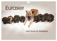 Vorderes Coverbild Eurasier, der Hund im Wolfspelz (Wandkalender 2026 DIN A4 quer), CALVENDO Monatskalender