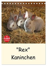 Vorderes Coverbild "Rex" Kaninchen (Tischkalender 2025 DIN A5 hoch), CALVENDO Monatskalender