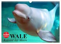 Vorderes Coverbild Wale. Kolosse der Meere (Wandkalender 2025 DIN A3 quer), CALVENDO Monatskalender