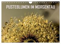 Vorderes Coverbild Pusteblumen im Morgentau (Wandkalender 2025 DIN A4 quer), CALVENDO Monatskalender