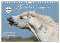 Vorderes Coverbild Pferde der Camargue – Schimmel im Rhônedelta (Wandkalender 2025 DIN A4 quer), CALVENDO Monatskalender