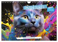 Vorderes Coverbild Splash - Katzen im Farbrausch (Wandkalender 2025 DIN A4 quer), CALVENDO Monatskalender