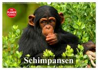 Vorderes Coverbild Schimpansen (Wandkalender 2025 DIN A3 quer), CALVENDO Monatskalender