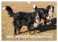Vorderes Coverbild So ist er. Der Berner Sennenhund (Wandkalender 2025 DIN A4 quer), CALVENDO Monatskalender
