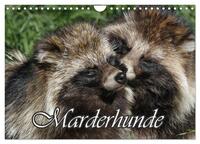 Vorderes Coverbild Marderhunde (Wandkalender 2026 DIN A4 quer), CALVENDO Monatskalender