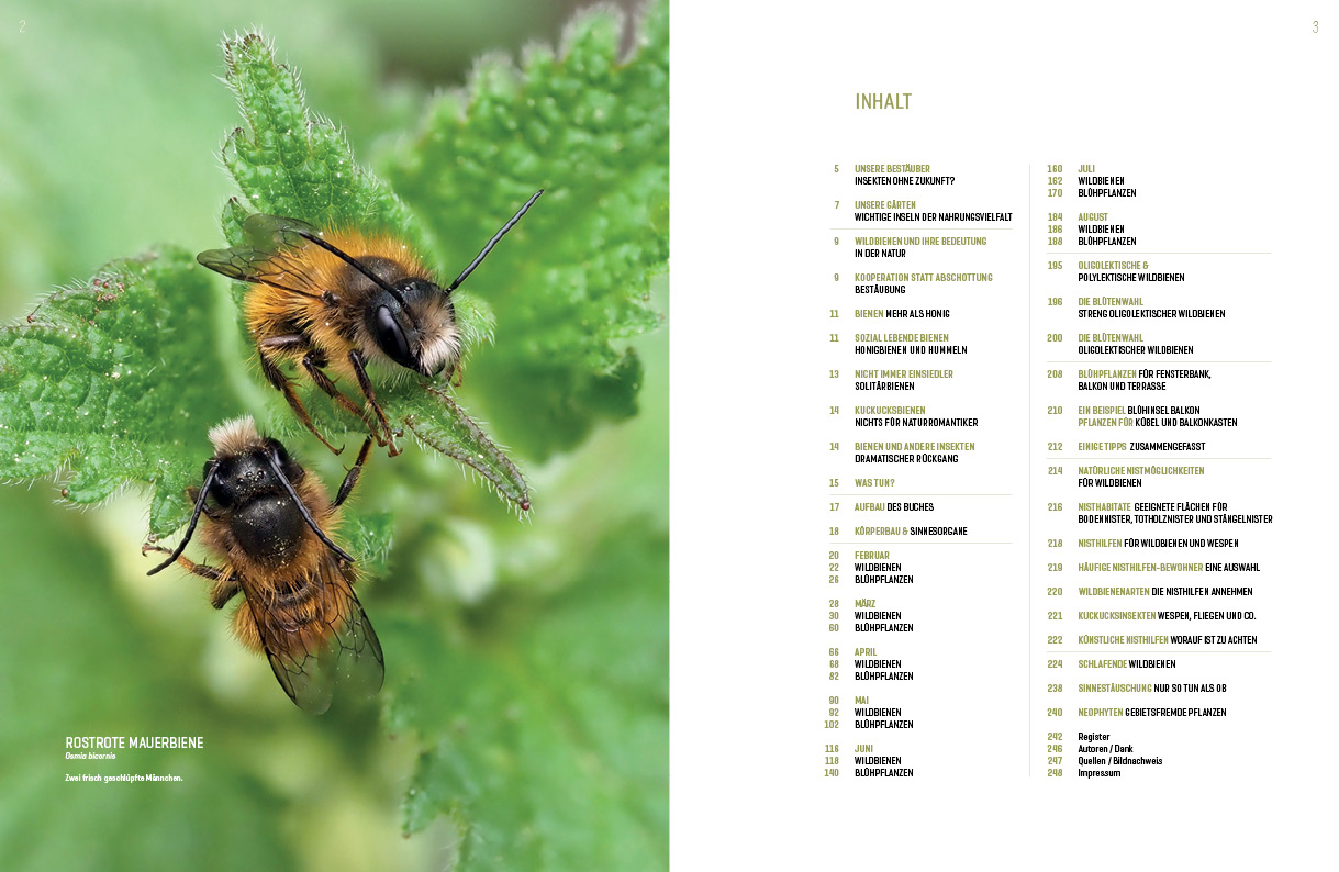 Beispielinhalt (Bild) WILDBIENENHELFER