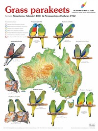 Vorderes Coverbild Poster Grass Parakeets
