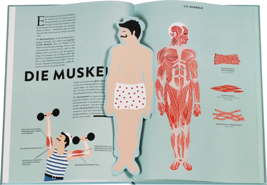 Beispielinhalt (Bild) Anatomie