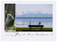 Vorderes Coverbild Franz der Star in Starnberg am See