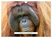 Vorderes Coverbild Orang Utans - Indonesien (Wandkalender 2026 DIN A4 quer), CALVENDO Monatskalender