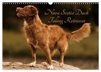 Vorderes Coverbild Nova Scotia Duck Tolling Retriever (Wandkalender 2025 DIN A3 quer), CALVENDO Monatskalender