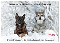 Vorderes Coverbild Schäferhund - Saarlos Wolfshund (Wandkalender 2025 DIN A3 quer), CALVENDO Monatskalender