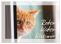 Vorderes Coverbild Roter Kater Kasimir (Wandkalender 2025 DIN A2 quer), CALVENDO Monatskalender