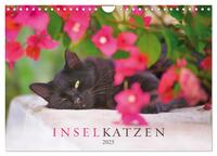 Vorderes Coverbild Inselkatzen (Wandkalender 2025 DIN A4 quer), CALVENDO Monatskalender