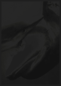 Vorderes Coverbild Night Dive