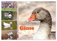 Vorderes Coverbild Gänse, geselliges Federvieh (Wandkalender 2025 DIN A4 quer), CALVENDO Monatskalender