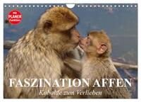 Vorderes Coverbild Faszination Affen. Kobolde zum Verlieben (Wandkalender 2025 DIN A4 quer), CALVENDO Monatskalender