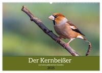 Vorderes Coverbild Der Kernbeißer und seine gefiederten Gesellen (Wandkalender 2025 DIN A2 quer), CALVENDO Monatskalender