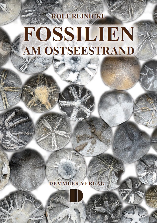 Beispielinhalt (Bild) Fossilien am Ostseestrand