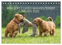 Vorderes Coverbild IRISH SOFT COATED WHEATEN TERRIER WELPEN 2025 (Tischkalender 2025 DIN A5 quer), CALVENDO Monatskalender