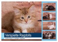 Vorderes Coverbild Verspielte Ragdolls - Sanfte Katzen in seidigem Haarkleid (Wandkalender 2025 DIN A2 quer), CALVENDO Monatskalender