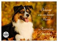 Vorderes Coverbild Bekannt wie ein bunter Hund. Australian Shepherd (Wandkalender 2025 DIN A2 quer), CALVENDO Monatskalender