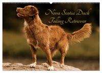 Vorderes Coverbild Nova Scotia Duck Tolling Retriever (Wandkalender 2025 DIN A2 quer), CALVENDO Monatskalender