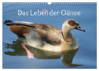 Vorderes Coverbild Das Leben der Gänse (Wandkalender 2025 DIN A3 quer), CALVENDO Monatskalender