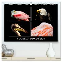 Vorderes Coverbild Vögel im Fokus 2025 (hochwertiger Premium Wandkalender 2025 DIN A2 quer), Kunstdruck in Hochglanz