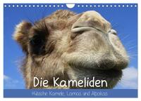 Vorderes Coverbild Die Kameliden. Hübsche Kamele, Lamas und Alpakas (Wandkalender 2026 DIN A4 quer), CALVENDO Monatskalender
