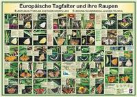 Vorderes Coverbild Europäische Tagfalter und ihre Raupen