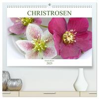 Vorderes Coverbild Christrosen (hochwertiger Premium Wandkalender 2025 DIN A2 quer), Kunstdruck in Hochglanz