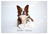 Vorderes Coverbild Border Collies (Wandkalender 2025 DIN A2 quer), CALVENDO Monatskalender