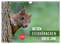 Vorderes Coverbild Mit dem Eichhörnchen durchs Jahr (Wandkalender 2025 DIN A4 quer), CALVENDO Monatskalender
