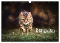 Vorderes Coverbild Bengalen Outdoor und Action (Wandkalender 2025 DIN A3 quer), CALVENDO Monatskalender