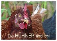 Vorderes Coverbild Die Hühner sind los! (Wandkalender 2025 DIN A3 quer), CALVENDO Monatskalender