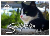 Vorderes Coverbild SAMTPFOTEN "fellnah" (Wandkalender 2025 DIN A3 quer), CALVENDO Monatskalender