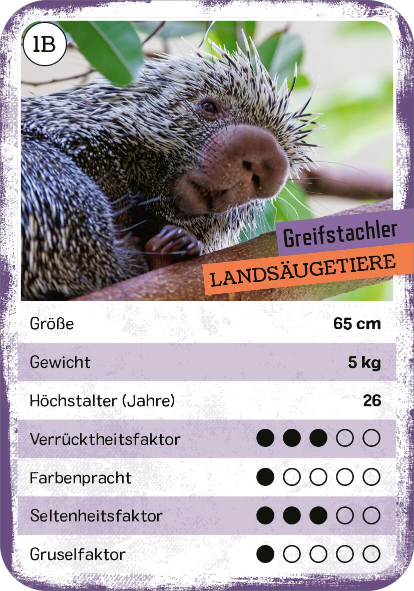 Beispielinhalt (Bild) Das verrückte Quartett