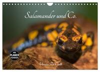 Vorderes Coverbild Salamander und Co. (Wandkalender 2025 DIN A4 quer), CALVENDO Monatskalender