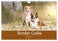 Vorderes Coverbild Border Collie - Bunt und clever! (Wandkalender 2026 DIN A4 quer), CALVENDO Monatskalender