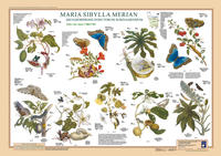 Vorderes Coverbild Maria Sibylla Merian: Metamorphosis Insectorum Surinamensium. März bis Juni 1700/1701