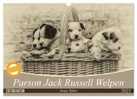 Vorderes Coverbild Parson Jack Russel Welpen (Wandkalender 2025 DIN A3 quer), CALVENDO Monatskalender