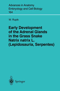 Vorderes Coverbild Early Development of the Adrenal Glands in the Grass Snake Natrix natrix L. (Lepidosauria, Serpentes)