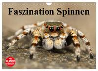 Vorderes Coverbild Faszination Spinnen (Wandkalender 2025 DIN A4 quer), CALVENDO Monatskalender